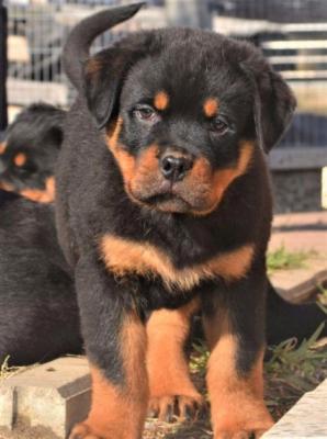 Продам щенка , rottweiler - Россия, Москва. Цена 360 евро