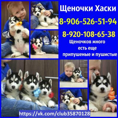 Продам щенка Самоед, самоедская лайка - Россия, Рязань