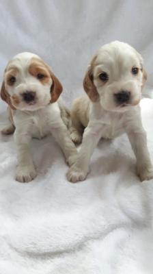 Продам щенка , cocker spaniels - Россия, Балашиха. Цена 450 евро