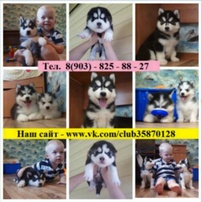 Продам щенка Хаски - Россия, Великий Новгород