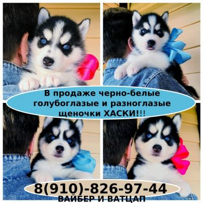 Продам щенка Хаски - Россия, Тверь