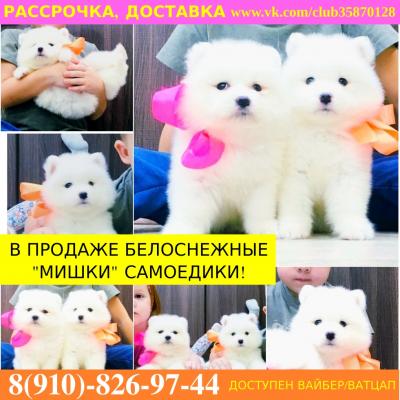 Продам щенка Самоед, самоедская лайка - Россия, Коломна