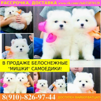 Продам щенка Самоед, самоедская лайка - Россия, Ростов-на-Дону