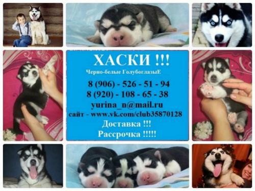 Продам щенка Хаски - Россия, Раменское