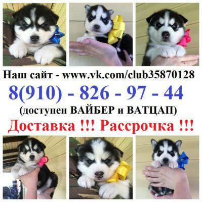 Продам щенка Хаски - Россия, Обнинск