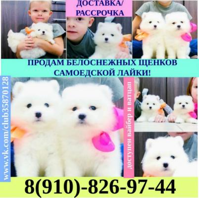 Продам щенка Самоед, самоедская лайка - Россия, Выборг