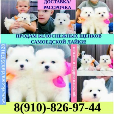 Продам щенка Самоед, самоедская лайка - Россия, Москва