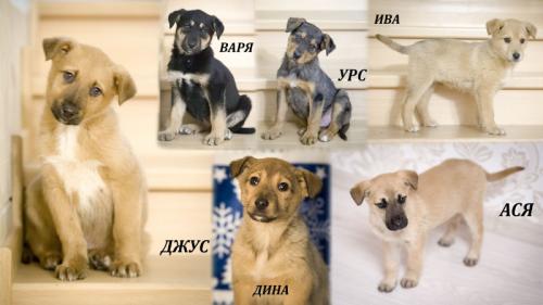 Отдам щенка в добрые руки Беспородная - Россия, Москва