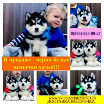 Продам щенка Хаски - Россия, Одинцово