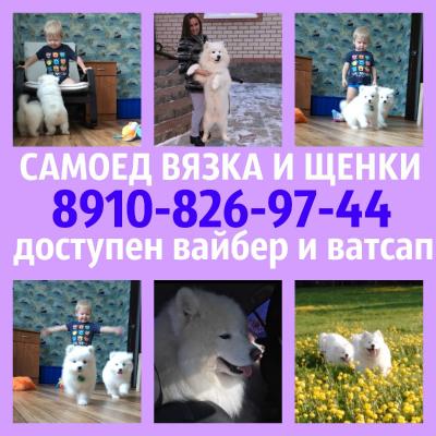 Продам щенка Самоед, самоедская лайка - Россия, Ярославль