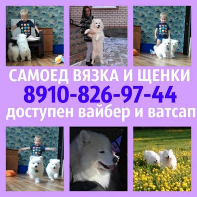 Продам щенка Самоед, самоедская лайка - Россия, Москва