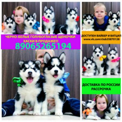 Продам щенка Хаски - Россия, Рыбинск