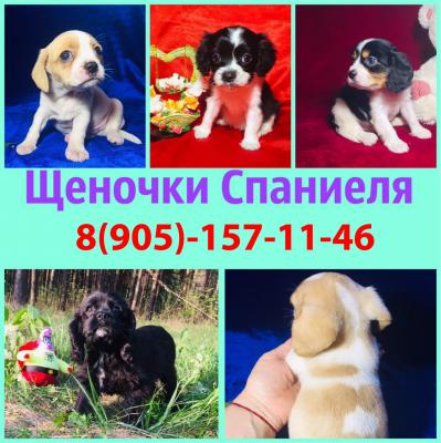 Продам щенка Кавалер кинг чарльз спаниель - Россия, Ярославль. Цена 5000 рублей