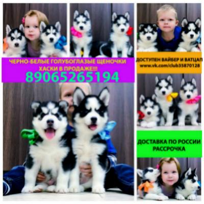 Продам щенка Хаски - Россия, Москва