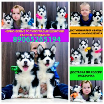 Продам щенка Хаски - Россия, Мурманск