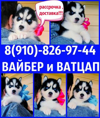 Продам щенка Хаски - Россия, Одинцово