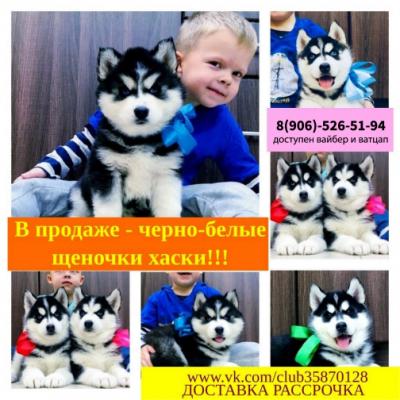 Продам щенка Хаски - Россия, Владимир