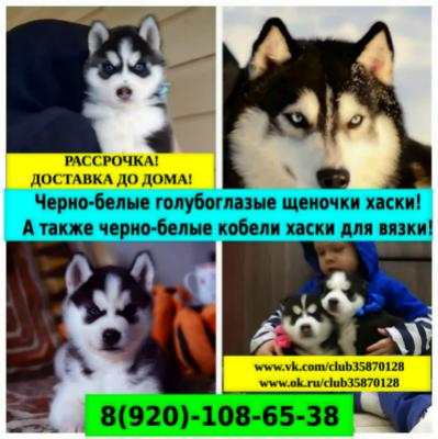 Продам щенка Хаски - Россия, Балашиха