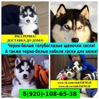 Продам щенка Хаски - Россия, Наро-Фоминск