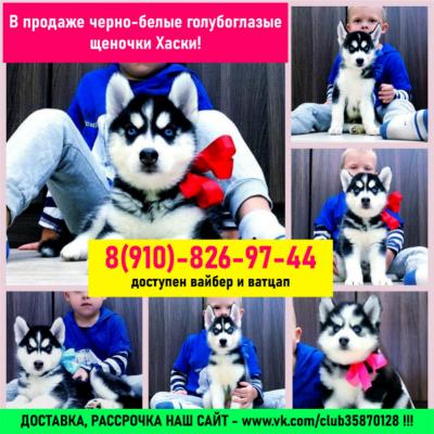 Продам щенка Хаски - Россия, Тверь