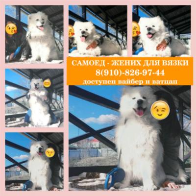 Продам щенка Самоед, самоедская лайка - Россия, Владимир