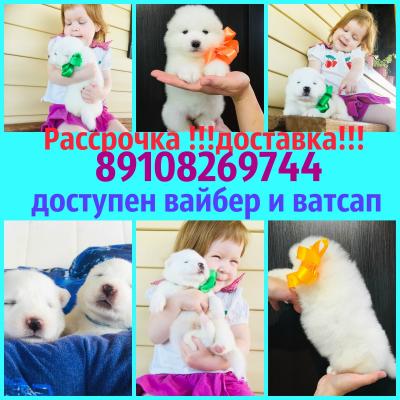 Продам щенка Самоед, самоедская лайка - Россия, Ярославль