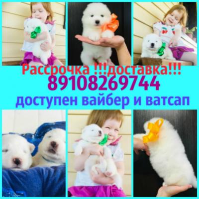 Продам щенка Самоед, самоедская лайка - Россия, Коломна