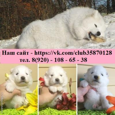 Продам щенка Самоед, самоедская лайка - Россия, Череповец. Цена 5000 рублей