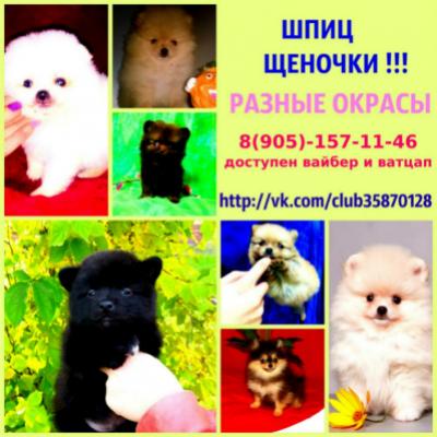 Продам щенка Шпиц - Россия, Кострома. Цена 12000 рублей