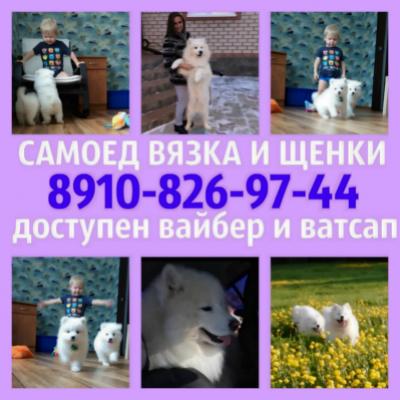 Продам щенка Самоед, самоедская лайка - Россия, Тверь