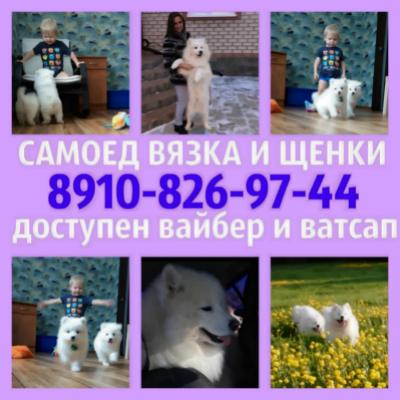 Продам щенка Самоед, самоедская лайка - Россия, Домодедово