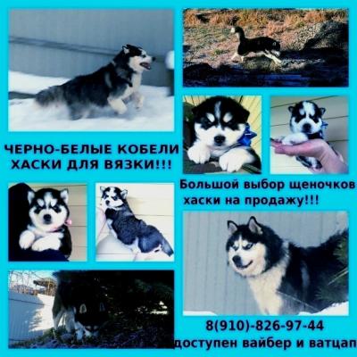 Продам щенка Хаски - Россия, Вологда
