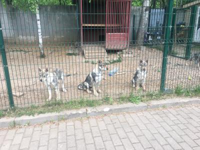Продам щенка , Чехословацкий влчак - Беларусь, Минск. Цена 800 рублей