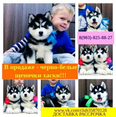 Продам щенка Хаски - Россия, Ростов-на-Дону