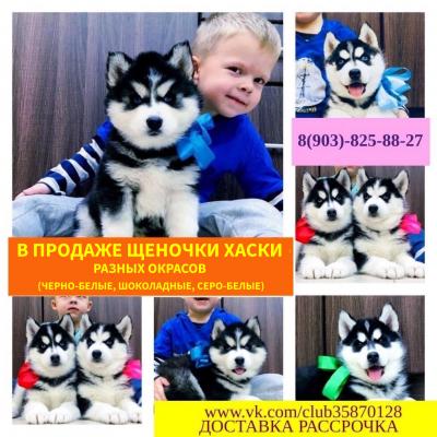Продам щенка Хаски - Россия, Новороссийск