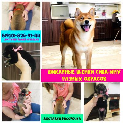 Продам щенка Акита, акита-ину - Россия, Нижний Новгород