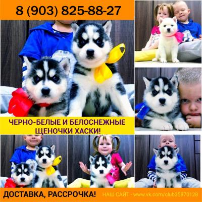 Продам щенка Хаски - Россия, Королев