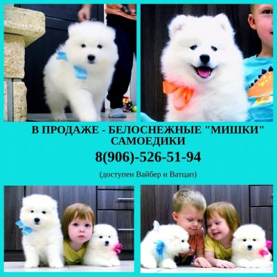 Продам щенка Самоед, самоедская лайка - Россия, Москва