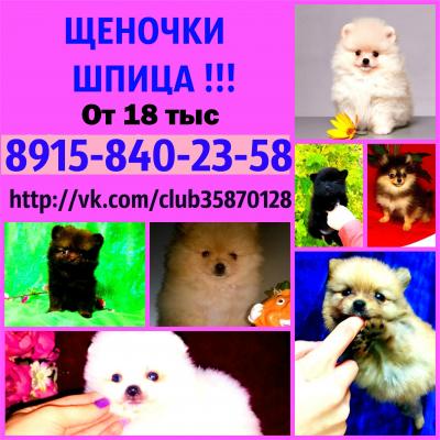 Продам щенка Шпиц - Россия, Нижний Новгород. Цена 18000 рублей