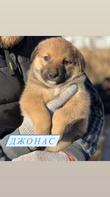 Отдам щенка в добрые руки Лабрадор - Россия, Москва