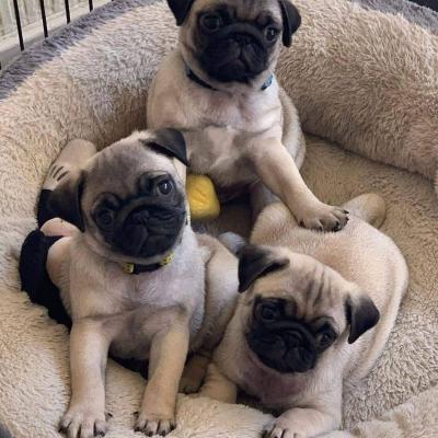 Продам щенка , pug puppies - США, Аляска. Цена 500 долларов