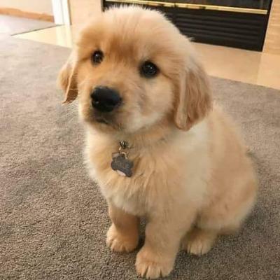 Продам щенка , golden retriever - США, Аризона. Цена 400 долларов