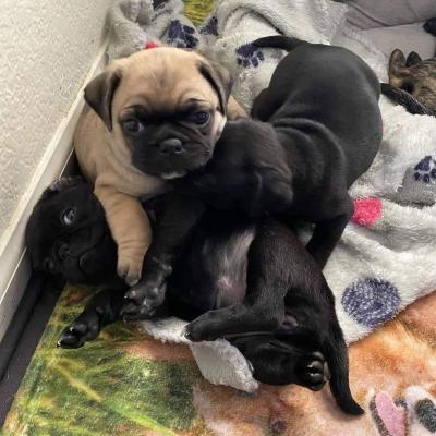 Продам щенка , pug puppies - США, Калифорния, Сан-Хосе. Цена 500 долларов