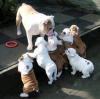 Продам щенка США, Вирджиния Английский бульдог, Oustanding English Bulldog Puppies Available Ready To Go Now Call/Text (480) 382-5372