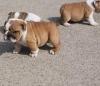 Продам щенка США, Айова Английский бульдог, Beautiful English Bulldog Puppies Call/Text (480) 382-5372
