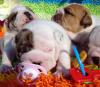 Продам щенка США, Аризона Английский бульдог, Lovely English Bulldog Puppies For Re-homing Call/Text (480) 382-5372