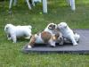 Продам щенка США, Аризона, Феникс Английский бульдог, Akc English Bulldog Puppies - Championship Bloodlines Health Guaranted Call/Text (480) 382-5372