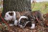 Продам щенка США, Аляска Английский бульдог, Healthy And Adorable English Bulldog Puppies Available For A Lovely Home Call/Text (480) 382-5372