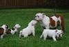 Продам щенка США, Алабама, Alabama 36130 Английский бульдог, English Bulldog Puppies for Sale