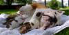 Продам щенка США, Вермонт Английский бульдог, **Oustanding And Cute ** English Bulldog Puppies Available ** Call/Text (480) 382-5372